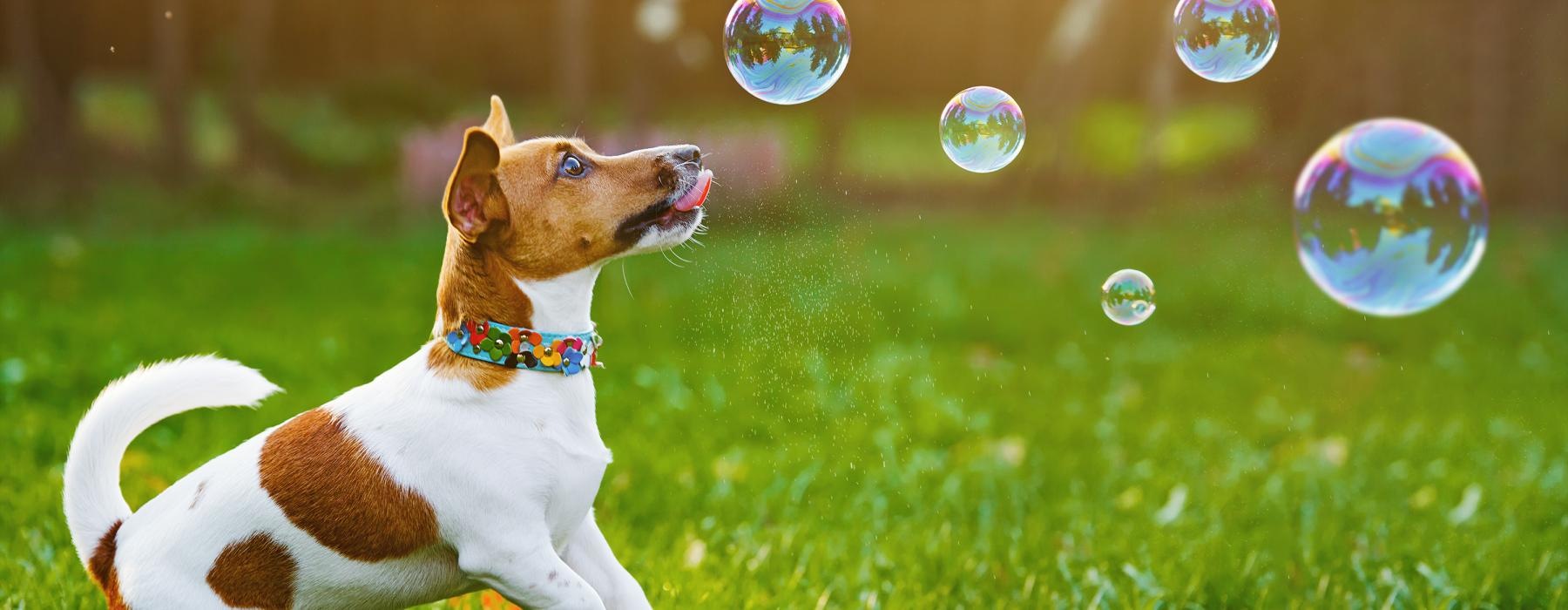 a dog running in the grass